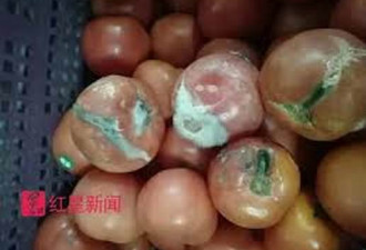 上海番茄长毛学校供应商被立案调查 被指有来头
