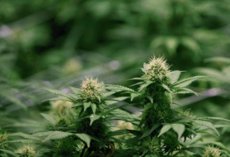 加拿大一间大麻公司申请在美国上市