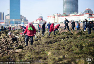 青岛上千人赶海 连2厘米的小海参也不放过