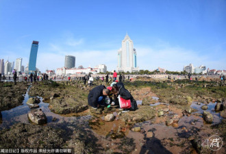 青岛上千人赶海 连2厘米的小海参也不放过
