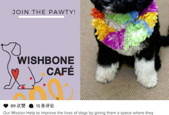 好消息：多伦多马上就有狗狗咖啡馆啦！