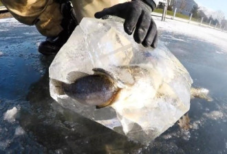 鱼出水面瞬间 湖水结冰 半截身子冻在冰里