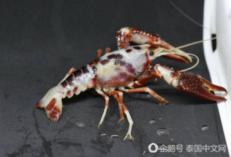 这只龙虾因有棕色斑点身价大涨 一只20万元
