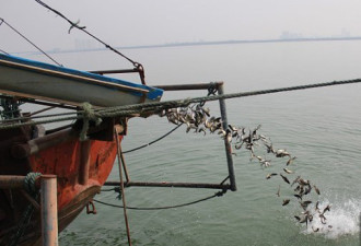 长沙有4人用电打鱼，被判放生5400余尾鱼苗