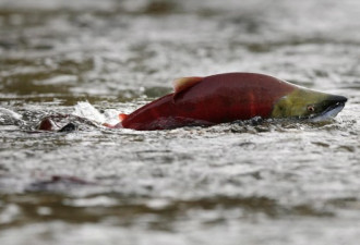 加拿大BC省大批红三文鱼回归，场面壮观
