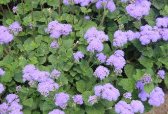 养花种草系列76：一年生花卉精选介绍