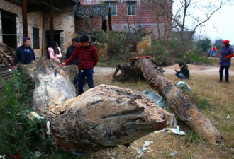 村民挖出2棵直径超1米粗楠木:至少十万一根