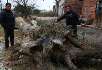 村民挖出2棵直径超1米粗楠木:至少十万一根