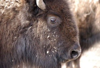 黄石公园上演大屠杀 数百头野牛被宰引发争议