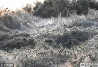 在希腊的海岸：这些并不是海浪，这是蜘蛛网
