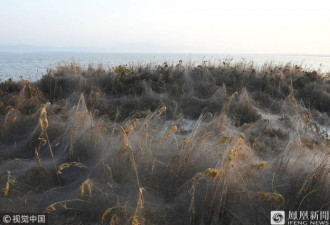 在希腊的海岸：这些并不是海浪，这是蜘蛛网