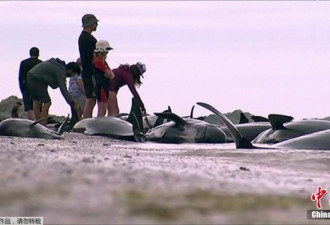 数百头鲸鱼集体搁浅新西兰海滩 民众合力救援忙
