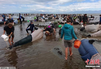 数百头鲸鱼集体搁浅新西兰海滩 民众合力救援忙