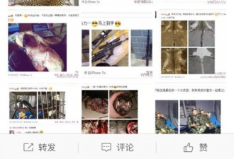 中国有人网络贩卖雪豹等野生动物 被网友举报