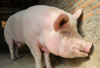 中国旅客携香肠赴日 政府：检测出非洲猪瘟