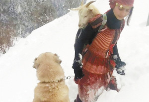 暖心！11岁女孩和狗狗风雪中救一对山羊母子