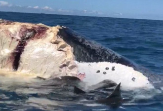 3条鲨鱼海滩附近啃食鲸鱼尸体 警方呼吁别下海