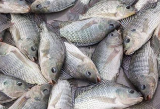 肯尼亚总统宣布将禁止进口中国鱼类 渔民说