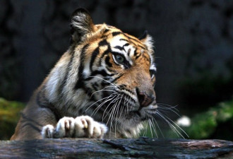 媒体谈宁波动物园老虎伤人:逛动物园也要讲科学