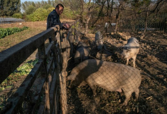 京郊保护空气不让养猪 洛克菲勒曾孙买珍贵种猪
