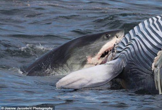 鲨鱼分食长须鲸 凶残捕食场面被拍