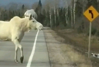 安省北部高速公路上惊现罕见白色“精灵驼鹿”