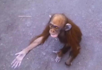 母猩猩被偷猎者猎杀 小猩猩向人类伸手求救