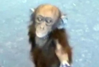 母猩猩被偷猎者猎杀 小猩猩向人类伸手求救