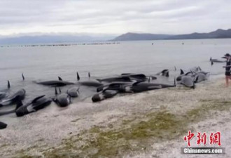 400条鲸鱼搁浅新西兰南岛海滩  志愿者紧急施救