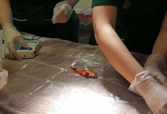 一条20岁的金鱼，经历了一场去除肿瘤的手术