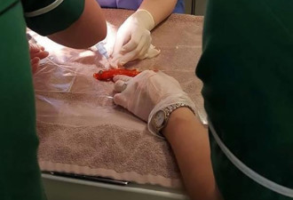 一条20岁的金鱼，经历了一场去除肿瘤的手术