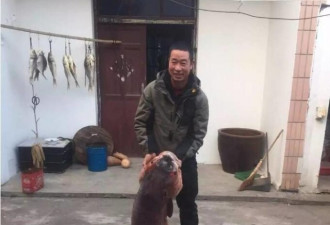 男子钓到百斤“巨无霸”乌青鱼 长达1.27米