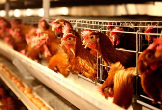 激素、抗生素、工业饲养，速生鸡那么可怕吗