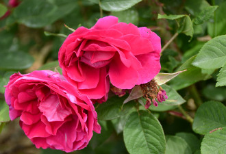 养花种草系列77：灌木玫瑰Shrub Roses1