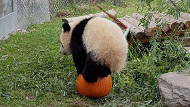 One of the giant pandas at the Toronto Zoo balancing on a pumpkin. TWITTER/@TheTorontoZoo