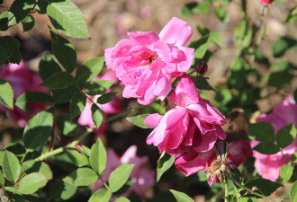 养花种草系列78：灌木玫瑰Shrub Rose2