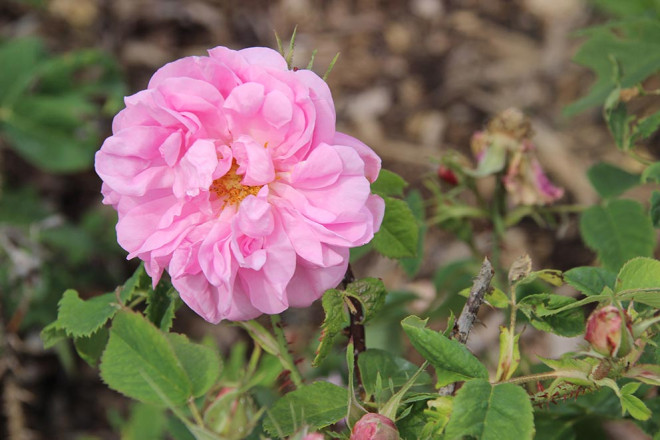 养花种草系列78：灌木玫瑰Shrub Rose2_无忧资讯
