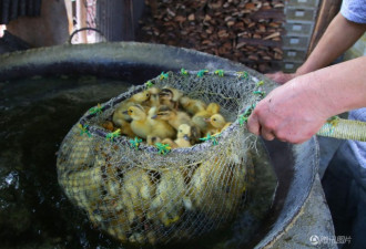 湖南孵化场每天烫死数万只稚鸭 销往外地