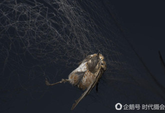 果农布二百米长捕鸟网 百余鸟被困致死