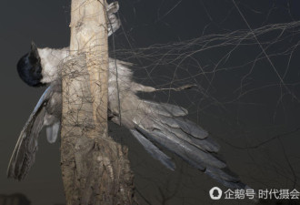 果农布二百米长捕鸟网 百余鸟被困致死