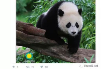 一只旅美熊猫&quot;宝宝&quot;要回中国了 美国人民好伤心