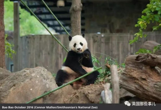 一只旅美熊猫&quot;宝宝&quot;要回中国了 美国人民好伤心