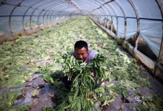 云南蔬菜滞销 菜农痛心砍掉上千吨蔬菜