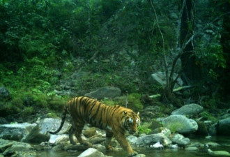 尼泊尔老虎数量明显增加，相机捕捉老虎活动