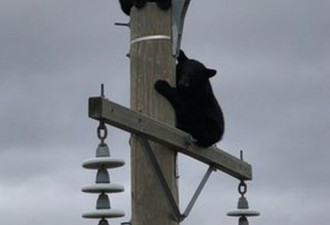黑熊宝宝爬到电线杆上睡大觉 工人助其安全着陆