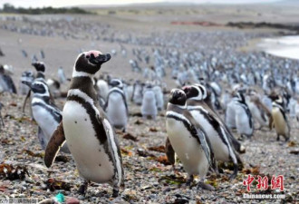 百万企鹅涌到阿根廷海滩繁殖 场面壮观创纪录