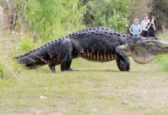 美国一家人踏青遇上巨鳄 形似史前动物