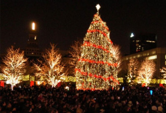 多伦多最大最华美圣诞树登场 值得一看