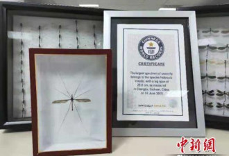四川25.8厘米的大蚊子获吉尼斯世界纪录认证