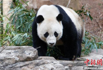 旅美大熊猫“宝宝”启程回国 饲养员流下眼泪